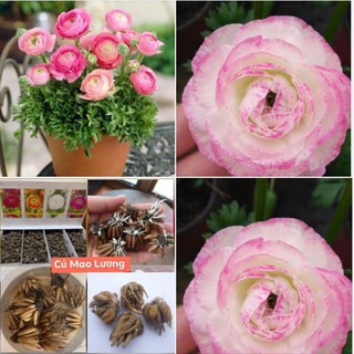 Củ hoa hồng mao lương màu hồng viền trắng - 1 củ và tặng kèm viên nén ươm củ