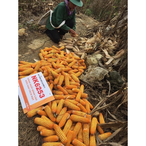 GIỐNG NGÔ LAI F1 NK6253 SYNGENTA GÓI 1KG