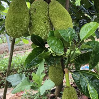 Cây Mít nghệ tứ quý giống