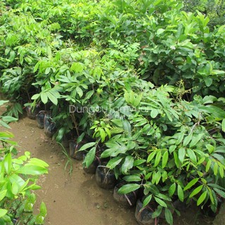 CÂY GIỐNG Nhãn Tiêu Da Bò (Siêu sớm, Siêu trái).
