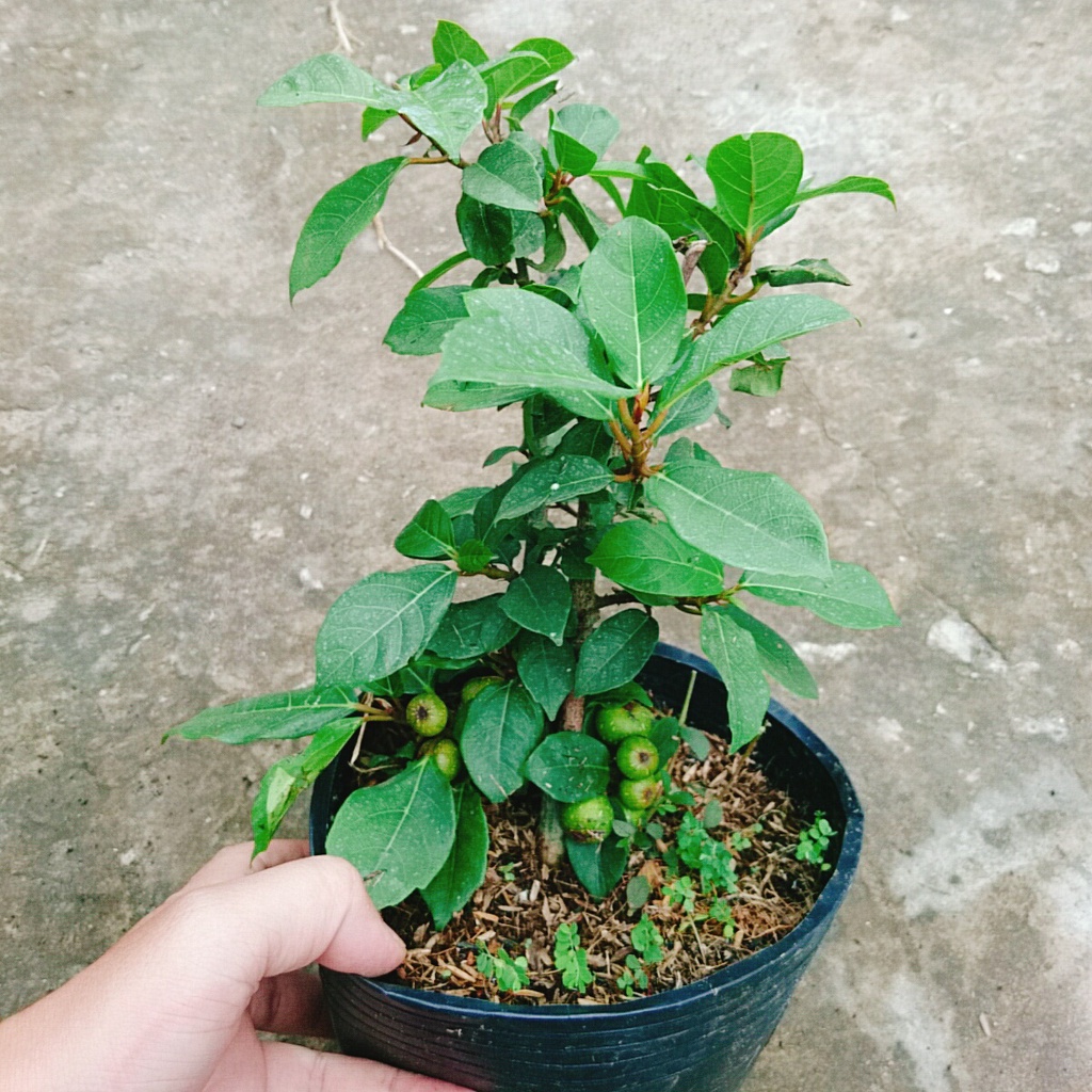 Cây sung ta - cây cảnh trong nhà - caykiengsadec
