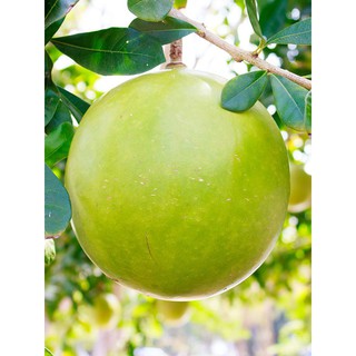 Cây giống cây đào tiên , cam kết chuẩn giống f1