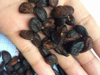 Hạt dổi nếp loại 1 Tây Bắc