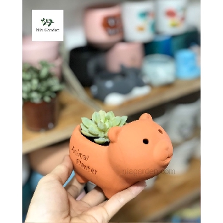 Chậu đất nung hình thú trồng cây cảnh, sen đá, xương rồng