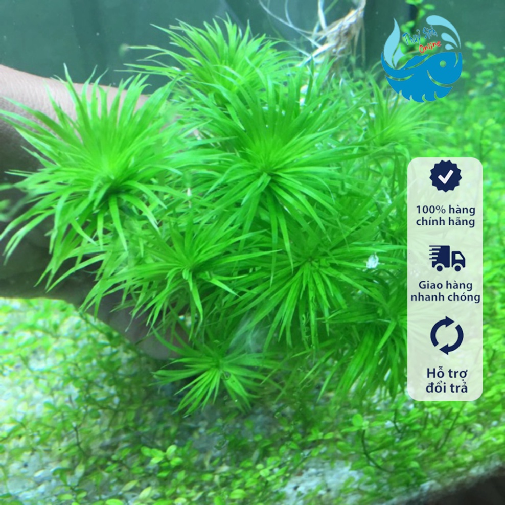 Cây thuỷ sinh Thái Dương Thảo Tonia (không cần co2)