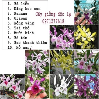 Dendro Nắng, Màu Sắp Hoa