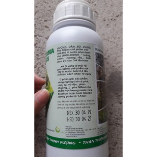 Nấm đối kháng Trichoderma