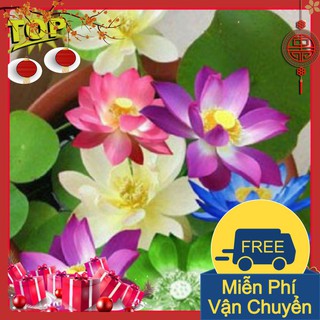 Combo 2 Gói Hạt Giống Hoa Sen Mini Nhật