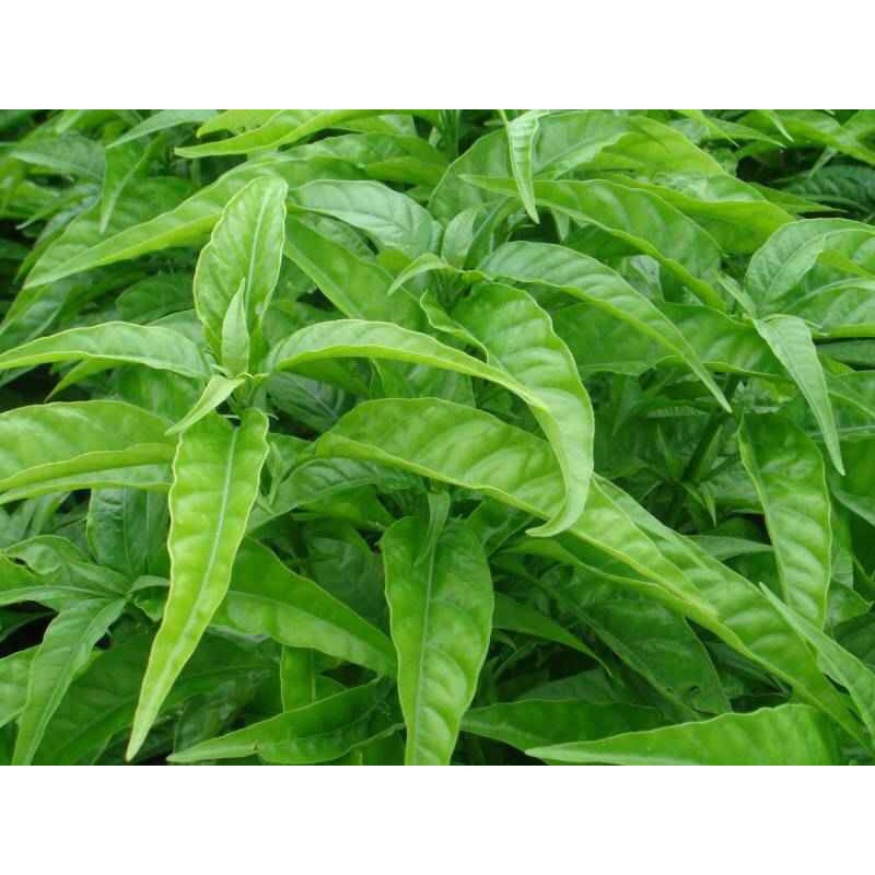 Cây hoàn ngọc trắng