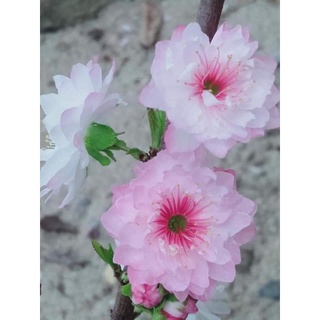 Nhất chi mai cây giống