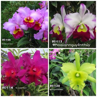 Lan Cattleya cây giống (4 màu chọn được)