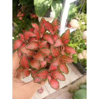 Cây cảnh cẩm nhung , cỏ may mắn màu đỏ