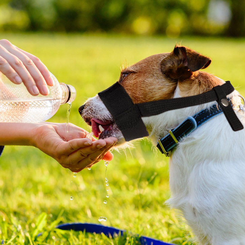 Rọ mõm bằng vải chống cắn an toàn thông thoáng cho cho cún cưng