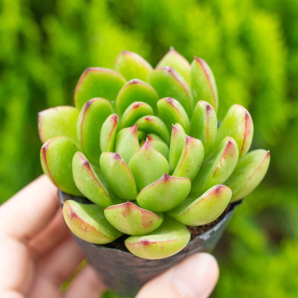 Sen đá viền lửa lá nhọn 5-7cm - Vườn sen đá