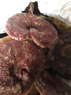 Nấm lim xanh 1kg