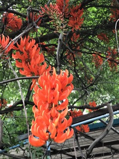 Cây giống hoa móng cọp đỏ!