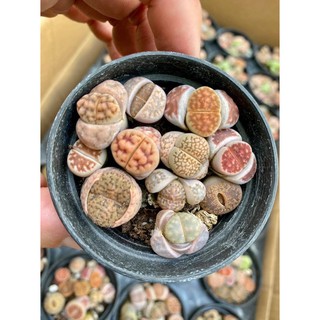 SEN MÔNG-THẠCH LAN-LITHOP