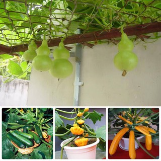 COMBO HẠT 5 GÓI HẠT GIỐNG ( BẦU HỒ LÔ, BÍ NGỒI XANH, BÍ NGỒI VÀNG, BÍ THIÊN NGA,DƯA LEO)- Rau củ quả trồng tại vườn, sân