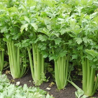 Hạt Giống Cần Tây Bẹ To (326) 2gr