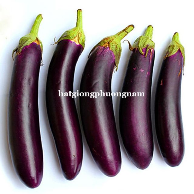 Hạt giống Cà Tím Dài F1 0.1gram 20 HẠT GIỐNG CÀ TÍM CAO SẢN 1GR hạt giống quả cà tím siêu dài  giá sỉ