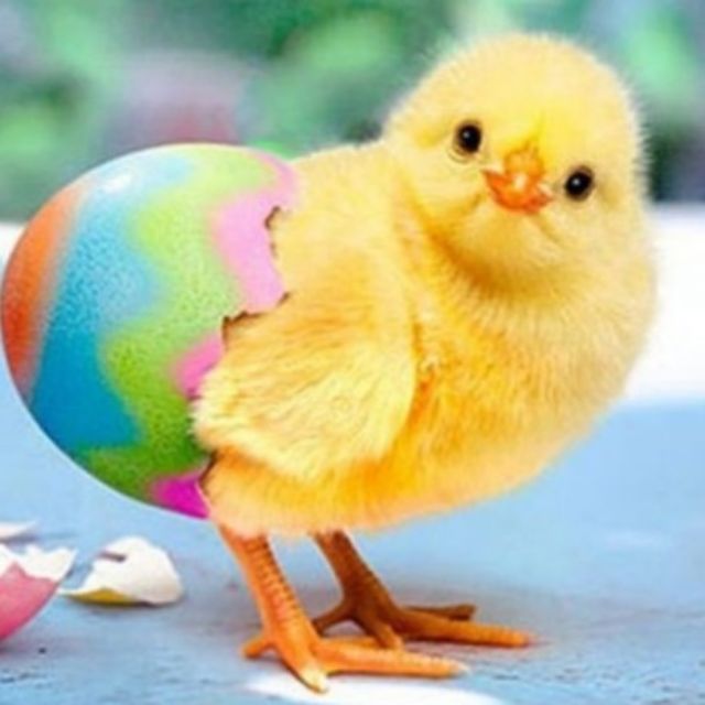 GÀ CON LĂN TRÒN, Cửa hàng trực tuyến | BigBuy360 - bigbuy360.vn