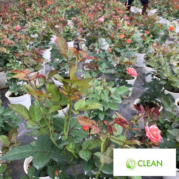 Gói 30 Hạt Giống Hồng Lùn Siêu Hoa Mix Màu