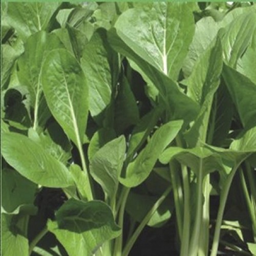 Hạt giống cải thìa,cải ngọt