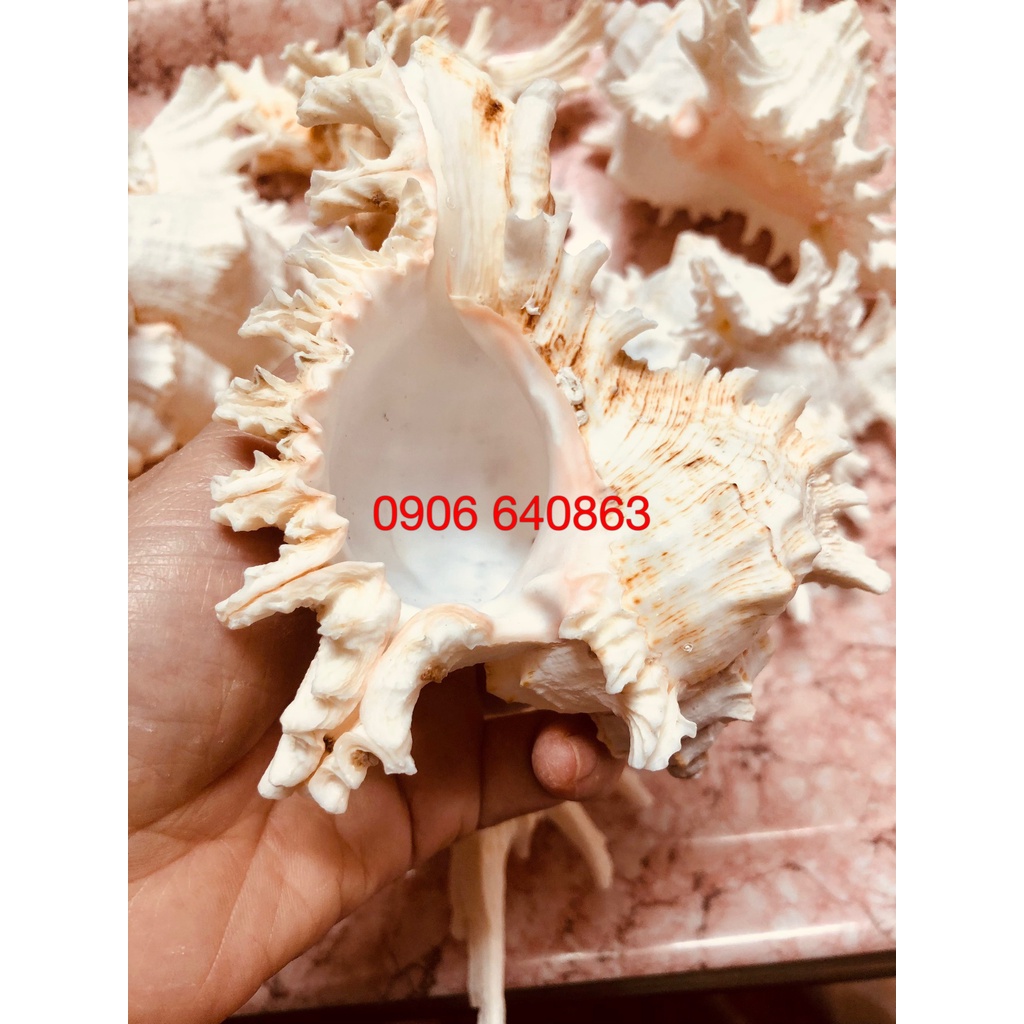 Vỏ ốc gai  trang trí bể cá, bàn làm việc, phòng khách...
