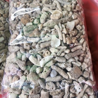 san hô lọc nước - 1 kg