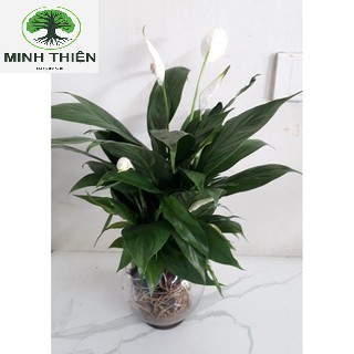 Cây Lan Ý Thủy Sinh Phong Thủy Mini để Bàn