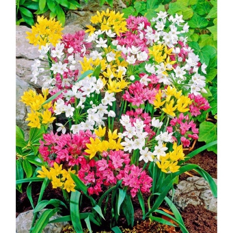 Củ hoa alium HOA TẾT