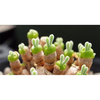 Hạt giống cây tai thỏ (~50 hạt)