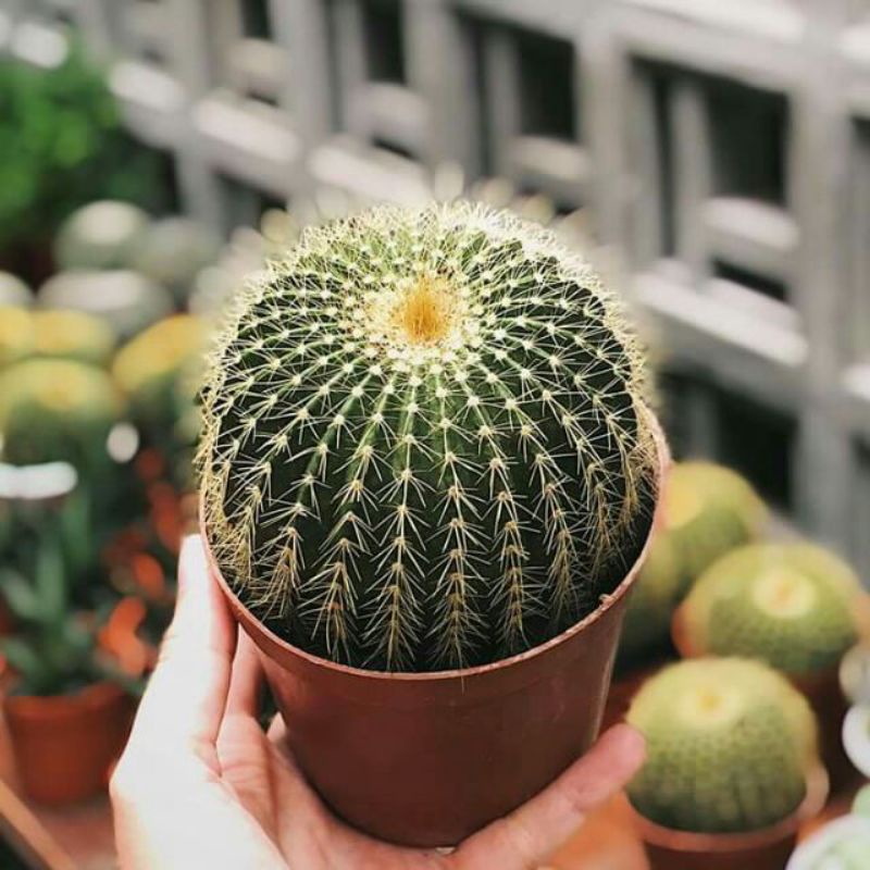Sale 50%- Xương Rồng Hoàng Kim chậu to