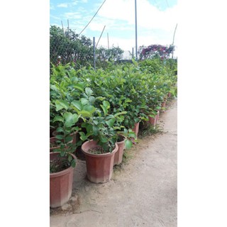 TÁO NGỌT TRỒNG CHẬU