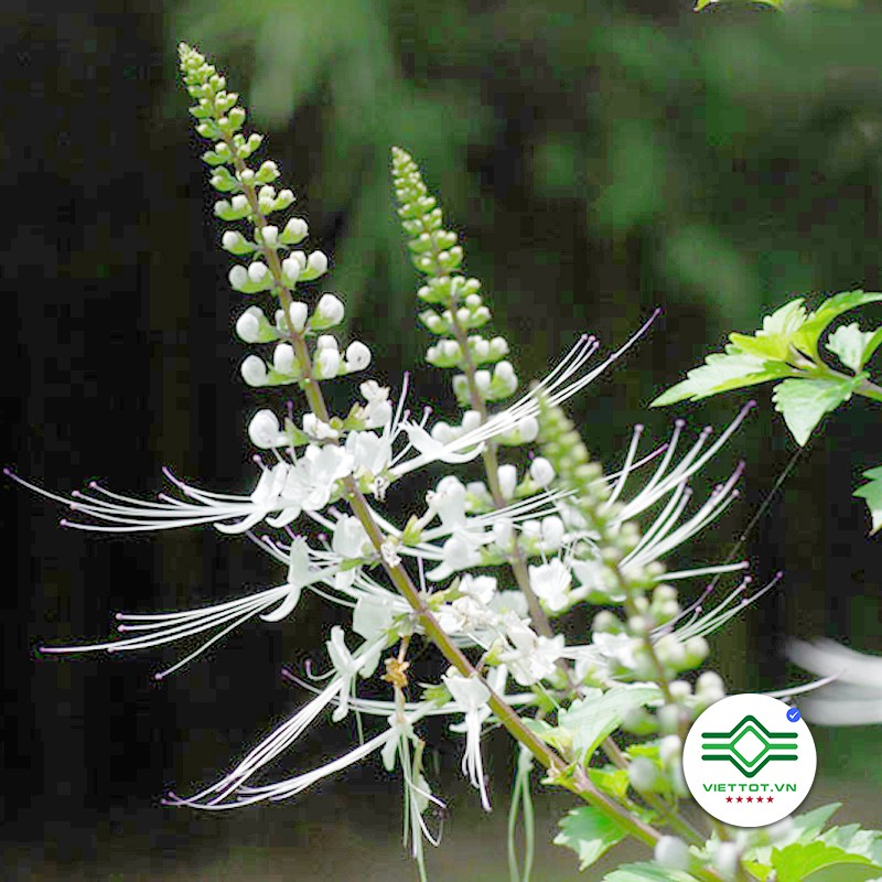 Cây râu mèo 1Kg -T015