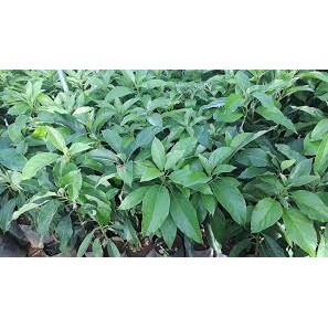 Cây Giống Bơ 034 ghép cao 60-80cm.