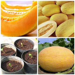 [GIÁ GỐC] Hạt Giống Dưa Lưới Vàng
