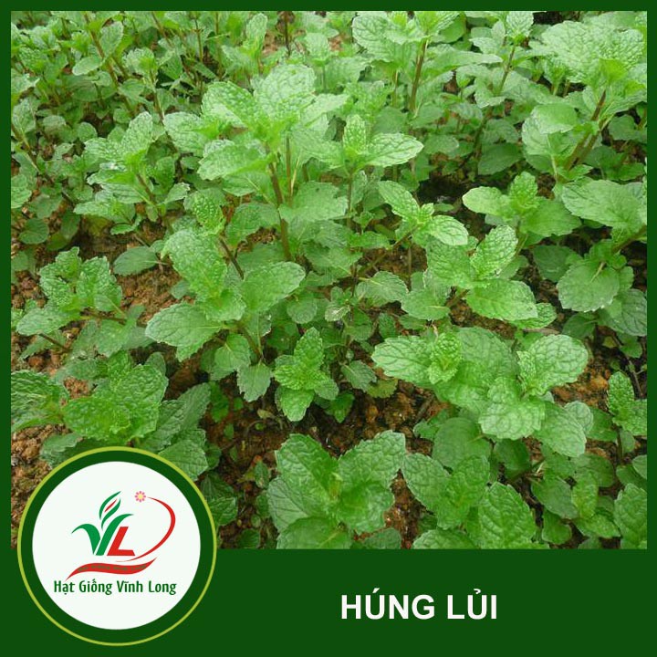 Hạt giống Húng lủi - 0,2g