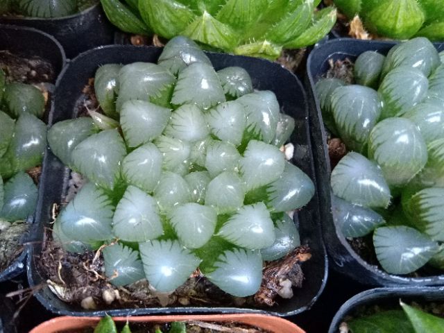 Haworthia các loại