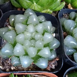 Haworthia các loại