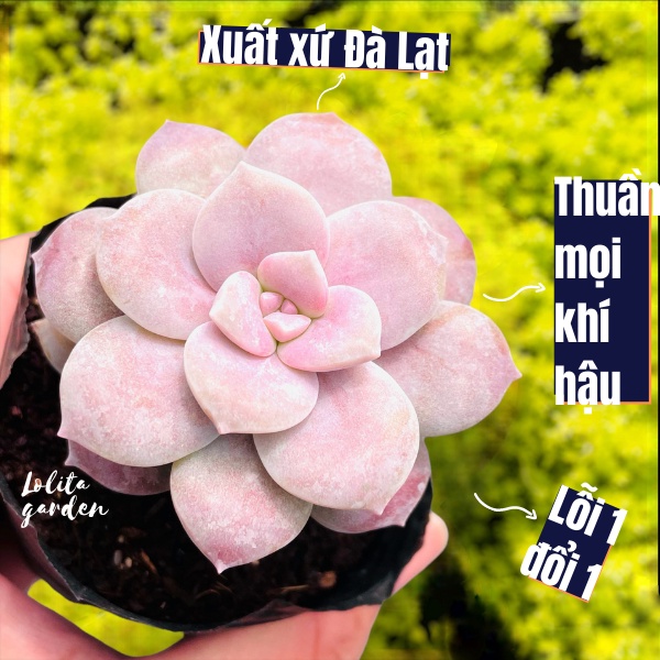 SEN ĐÁ DĨA HỒNG SIZE BÉ, HÀNG ĐÀ LẠT, SIÊU XINH SIÊU KHỎE, LỖI 1 ĐỔI 1