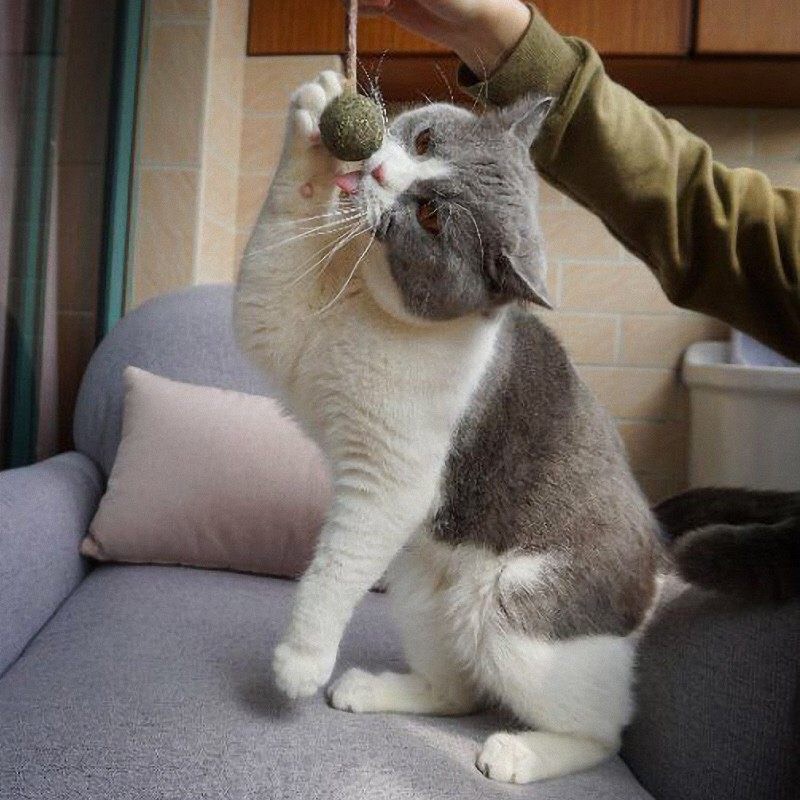 Que catnip cỏ mèo giảm stress thư giãn cho mèo