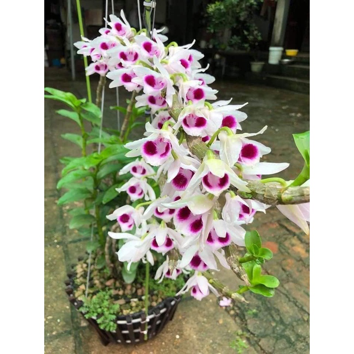 Phi điệp ám phú thọ