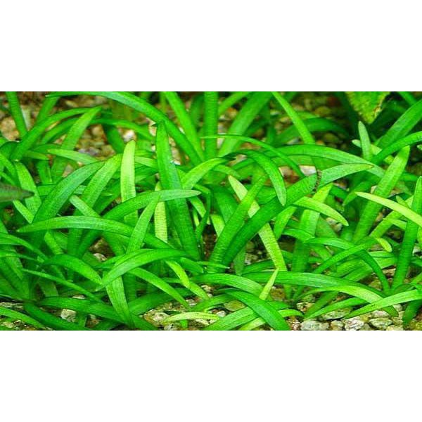 Cây thủy sinh Cỏ Thìa