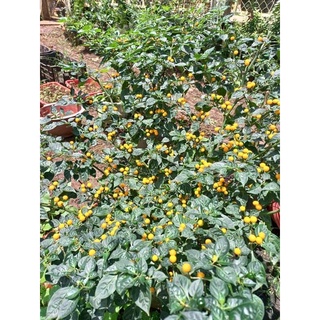 115 quả ớt Aij charapita ( ớt peru)