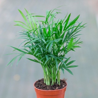 Một cây cau tiểu Trâm