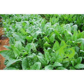 Hạt Giống Rau Chân Vịt / Cải Bó Xôi ( 20g) - Giàu Dinh Dưỡng THƠM NGON DỄ TRỒNG