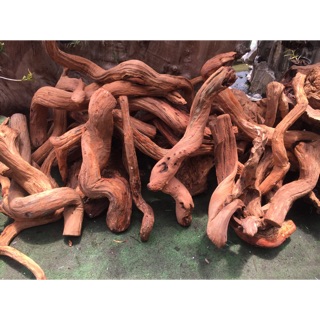 Chân lũa ghép lan