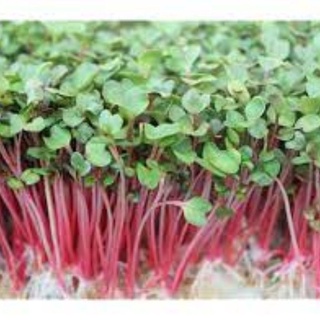 30g Hạt giống Mầm củ cải đỏ