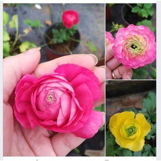 Combo 3 củ hoa hồng mao lương 3 màu - mỗi củ tặng 1 viên nén kích thích ươm củ - HGT